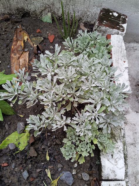 芙蓉菊照顧|精簡園藝: 蕲艾(芙蓉菊)